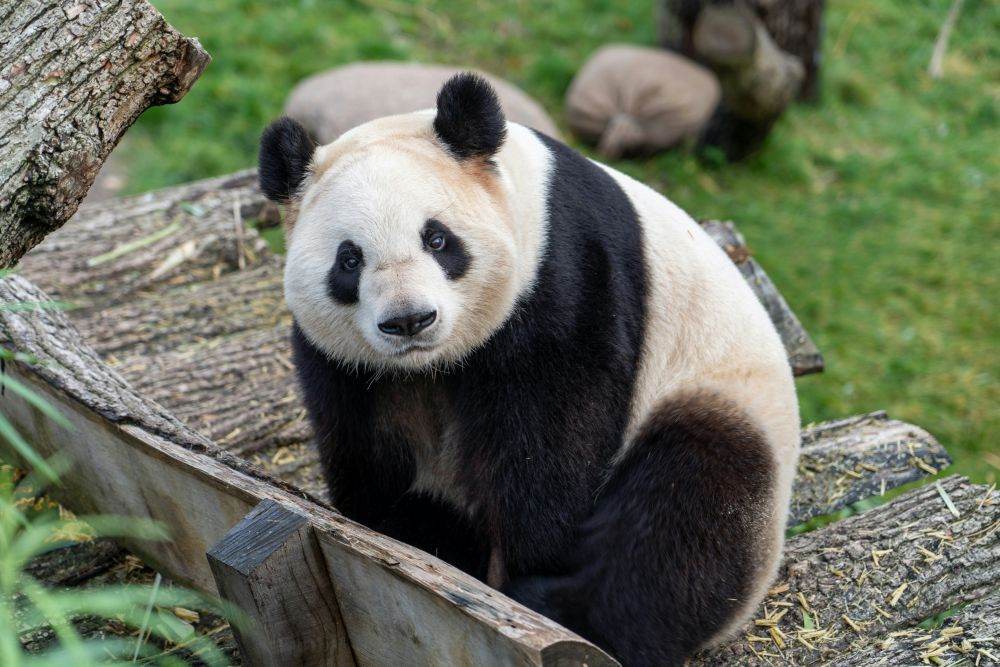 Japonia riscă să rămână fără urşi panda, pe fondul tensiunilor diplomatice cu China